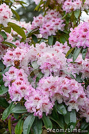 RhododendronÂ `Gabriele Liebig` with bell-shaped pink-white flowers Stock Photo